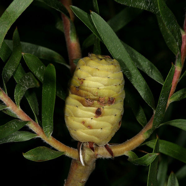 Graines de Leucadendron coniferum