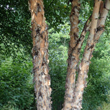 Graines de Betula nigra, Bouleau noir