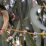 Graines Eucalyptus globulus ssp bicostata