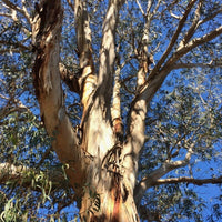 Graines Eucalyptus globulus ssp bicostata