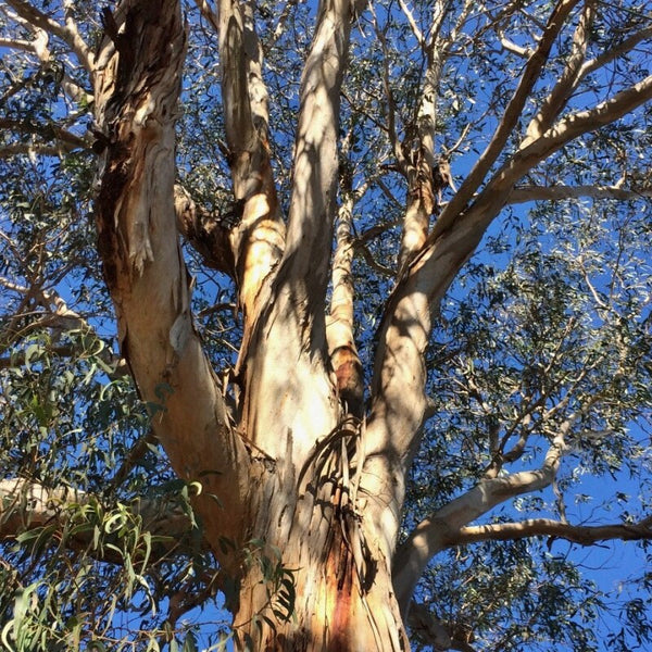 Graines Eucalyptus globulus ssp bicostata