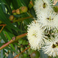 Graines Eucalyptus gomphocephala