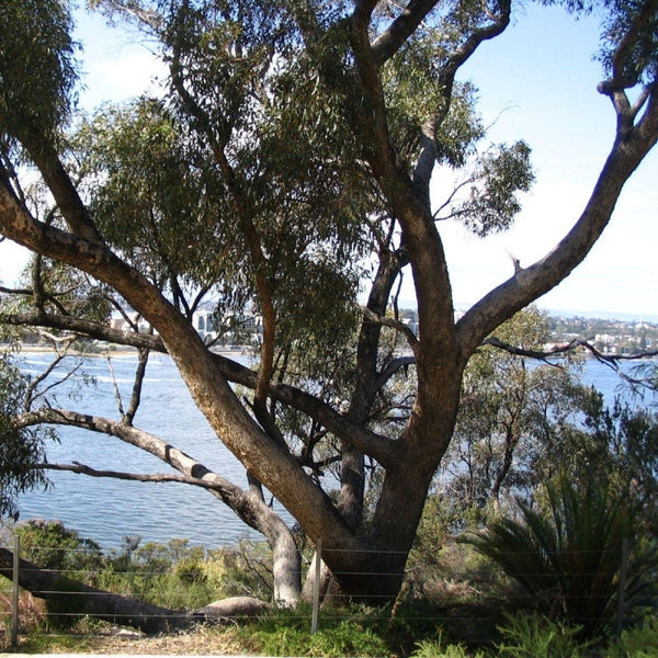 Graines Eucalyptus gomphocephala