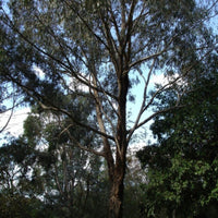 Graines Eucalyptus Goniocalyx