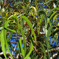 Graines Eucalyptus maidenii