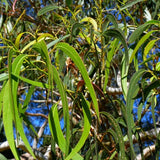 Graines Eucalyptus maidenii