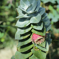 Graines Eucalyptus Macrocarpa, Mottlecah