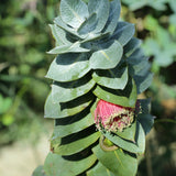 Graines Eucalyptus Macrocarpa, Mottlecah