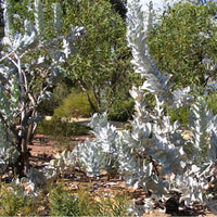 Graines Eucalyptus Macrocarpa, Mottlecah