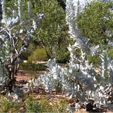 Graines Eucalyptus Macrocarpa, Mottlecah