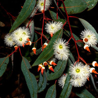 Graines Eucalyptus Marginata, Jarrah