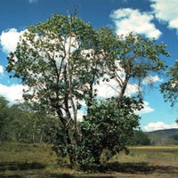 Graines Eucalyptus Neglecta, Gommier d'Oméo