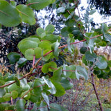 Graines Eucalyptus Neglecta, Gommier d'Oméo