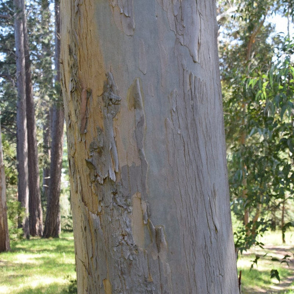 Graines Eucalyptus Nitida