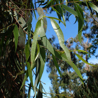 Graines Eucalyptus Rubida, Écorce de bougie