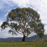 Graines Eucalyptus Rubida, Écorce de bougie