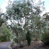 Graines Eucalyptus Risdonii, Gommier de Risdon