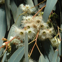 Graines Eucalyptus Sideroxylon, Eucalyptus à écorce de fer