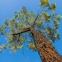 Graines Eucalyptus Sideroxylon, Eucalyptus à écorce de fer