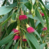 Graines Eucalyptus Leucoxylon Rosea, Gommier jaune à fleurs roses