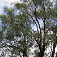 Graines Eucalyptus Macarthurii, Gommier de Marc Arthur