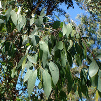 Graines Eucalyptus Ovata, Gomme noire