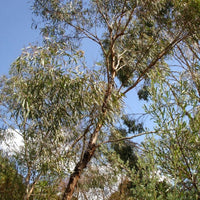 Graines Eucalyptus Polybractea, Eucalyptus à cryptone