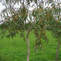 Graines Eucalyptus Pauciflora, Gommier des neiges