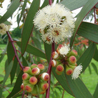 Graines Eucalyptus Pauciflora, Gommier des neiges