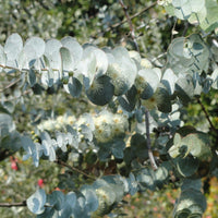 Graines Eucalyptus Pulverulenta, Gommier argenté