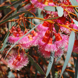 Graines Eucalyptus Torquata, Gommier corail