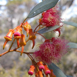 Graines Eucalyptus Torquata, Gommier corail