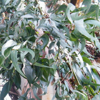 Graines Eucalyptus Viminalis, Gommier blanc