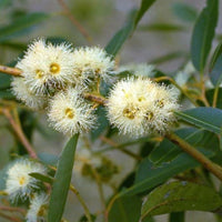 Graines Eucalyptus Resinifera, Acajou rouge