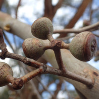 Graines Eucalyptus Youmanii, Écorce filandreuse de Youman