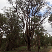 Graines Eucalyptus Youmanii, Écorce filandreuse de Youman