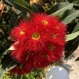 Graines Eucalyptus Ficifolia, Gommier rouge