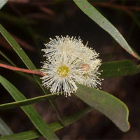 Graines Eucalyptus Apiculata