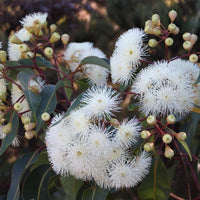 Graines Eucalyptus Calophylla