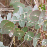 Graines Eucalyptus Cinerea, Gommier cendré