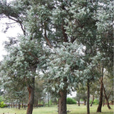 Graines Eucalyptus Cinerea, Gommier cendré