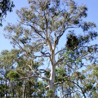 Graines Eucalyptus Mannifera, Gomme cassante