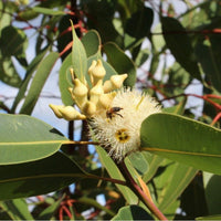 Graines Eucalyptus Robusta, Gommier robuste