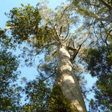 Graines Eucalyptus Regnans, Gommier royal