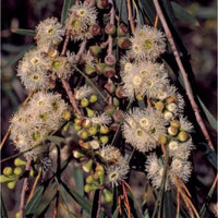 Graines Eucalyptus Pulchella, Gommier menthe poivrée blanche