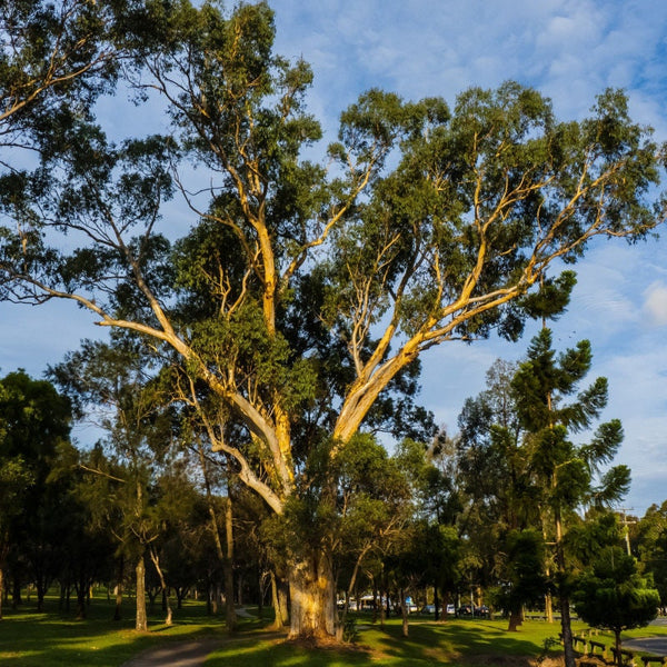 Graines Eucalyptus Racemosa, Gomme de Snappy