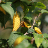 Graines Ulmus Americana, Orme d'Amérique