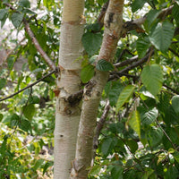 Graines Betula Utilis, Bouleau de l'Himalaya