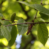 Graines Betula Alleghaniensis, Bouleau jaune