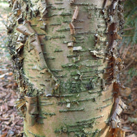 Graines Betula Alleghaniensis, Bouleau jaune